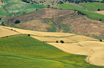 Obraz premium Suaves colinas con girasoles cerca de Vejer de la Frontera, provincia de Cádiz, Andalucía, España. 