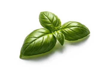 Fototapeta premium Leaf of fresh basil displayed against an even white background