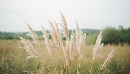 Naklejka premium Gentle breeze moves pampas grass in a peaceful landscape scene suitable for editorial header backgrounds