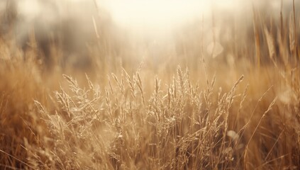 Dry yellow-brown grass in an autumn landscape with a softly blurred natural backdrop, highlighting seasonal transition