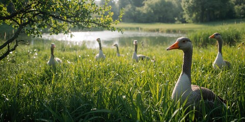 Fototapeta premium Wild greylag geese resting in a grassland habitat, emphasizing habitat preservation