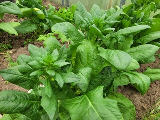spinach young, green grows in the garden. Vegetable garden, fresh greens on the site. The concept of vitamins, proper nutrition, fiber, vegetarianism, agriculture,seedlings, planting, farm, spring.