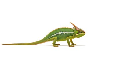 Obraz premium Horned chameleon seen from the side as it moves across a white background, highlighting natural patterns