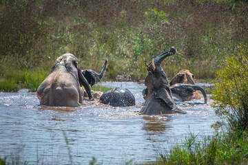 Playful Elephants