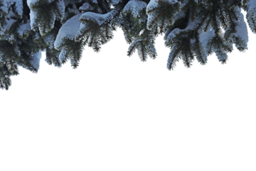 Winterlicher, weihnachtlicher Hintergrund mit Tannenzweigen mit Schnee, freigestellt mit PNG