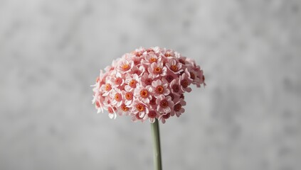 Statice flower background serving as a decorative UI backdrop for layout and text placement