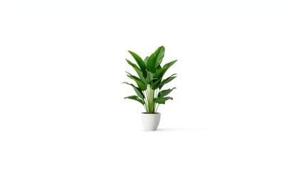 House plant illustration in flat style with no background, ideal for plant care guides