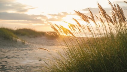 Marram grass covering sandy coastal areas, serving as natural stabilization for shoreline protection