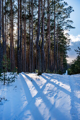 Zimowy las © Tomasz Warszewski