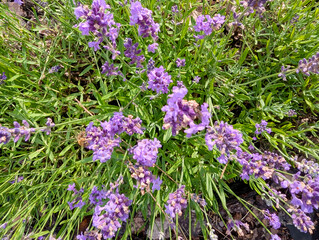 Obraz premium Field of flowering Lavarder plants on green background