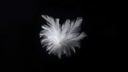Obraz premium Single white feather against dark backdrop, suitable for editorial header backgrounds
