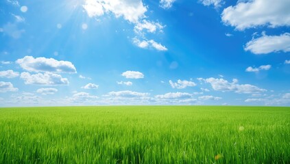 Obraz premium Clear weather featuring white clouds and vibrant green grass, suitable as background for text or nature scenes