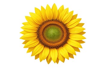 Fototapeta premium Bright sunflower face isolated prominently on white background