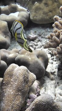 A Meyer's butterflyfish delicately feeds within coral branches in Karang Hatta, Banda Sea.