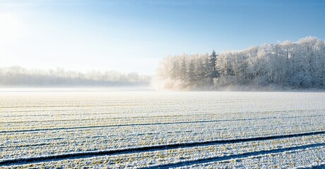 Winter landscape. Frozen field extends toward distant trees. Bright sun creates hazy glow, peaceful scene. Frost covers ground.
