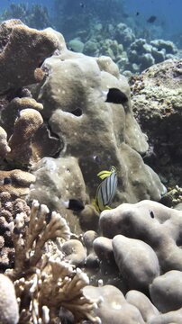 A Meyer's butterflyfish glides over various coral formations in Karang Hatta, Banda Sea.
