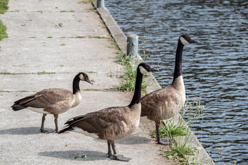Geese in formation