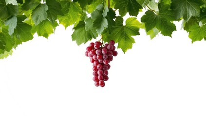 Cluster of red grapes attached to vine leaves on a white backdrop, emphasizing fresh produce safety