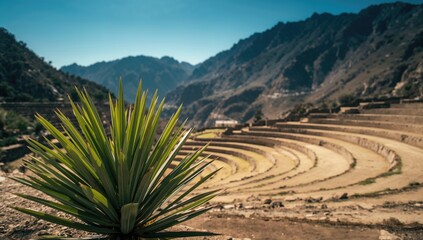 Vegetation positioned before terraces designed for Perus moray potato farming, highlighting crop cultivation methods