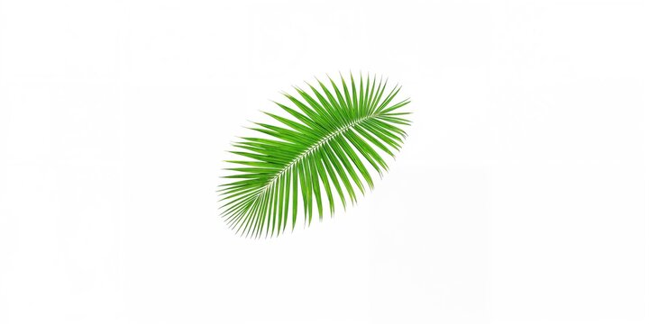 Close-up of a tropical palm leaf against white backdrop, used in nature-themed UI backgrounds, Earth Day