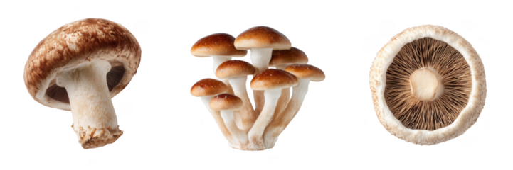 Set Of Fresh Button Mushrooms Cluster And Single Collection Isolated on Transparent Background