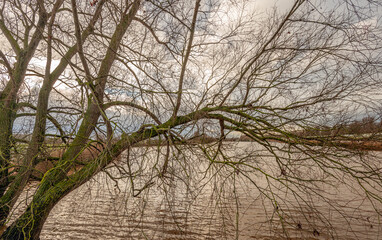 Bare branches and twigs of a willow tree in winter contrast with the sky and the water's surface.