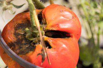 A rotten tomato on a vine.