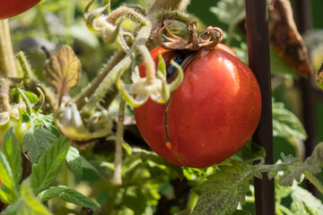 A rotten tomato on a vine.