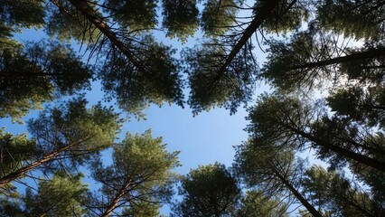 Looking Up Through Tall Pine Trees.