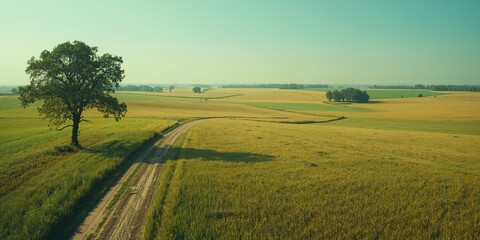Fototapeta premium Aerial view of farmland with solitary trees and rural roads, highlighting erosion risk