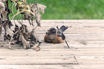 A Robin resting on a deck