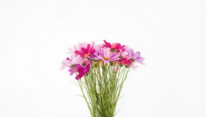 Close-up of vibrant cosmos flowers isolated on white backdrop focusing on petal details, botanical study, International Plant Appreciation Day