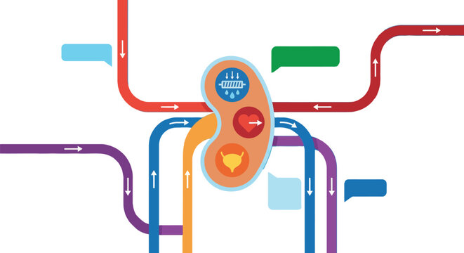 Medical kidney infographic diagram showing biological filtration process with colorful flow pathways and blank labels for healthcare nephrology science education system concept design.