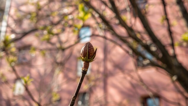 Detailed shot of a chestnut bud emerging in early spring, highlighting new plant development