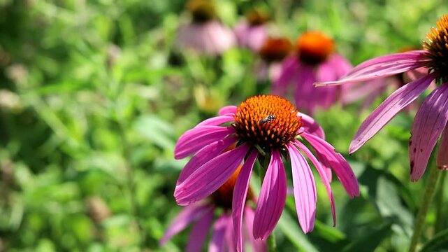 Small bee pollinating purple coneflower