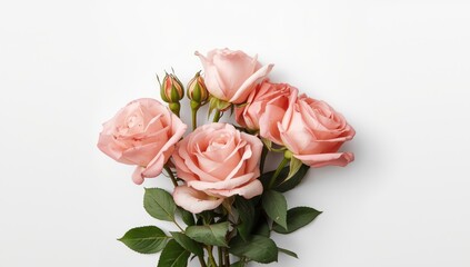 Pink rose flowers and buds arranged on white, ideal for decorative floral layouts
