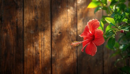 Red hibiscus blossom on rustic wooden background, suitable for tropical theme design, Earth Day