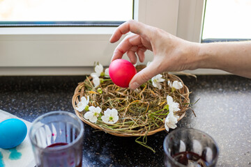 A hand places a brightly colored red Easter egg into a decorative nest with white flowers, preparing for Easter.