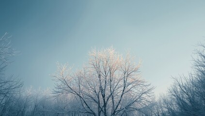 Obraz premium Winter sky with tree branches, atmospheric background for layout or design