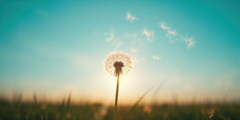 Fototapeta premium Close-up of wild dandelions growing in a meadow, emphasizing biodiversity