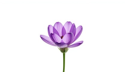 Purple flower isolated on white background, ideal for botanical pattern layering and editorial headers
