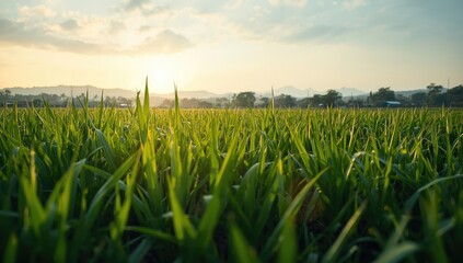 Obraz premium A lush sugarcane plantation during growth, highlighting farming techniques and harvest readiness