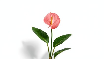 Pink flamingo and vibrant Anthurium flower isolated on white, emphasizing decorative floral arrangement
