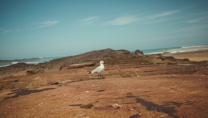 Seagull walking on a vibrant red rocky beach during summer, highlighting marine bird habitat and coastal landscape
