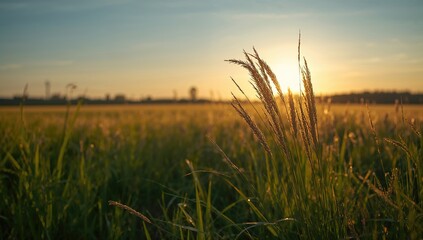 Summer field grasses illuminated by golden hour sunlight, suitable for editorial header background