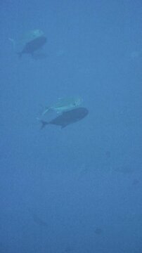 Loose midwater formation of bigeye trevally during aggregation. Location: Karang Hatta, Banda Sea, Indonesia.
