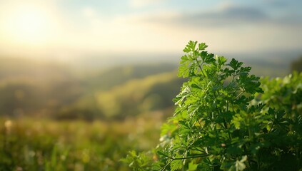Wide-angle view of a herb plant in its natural environment, highlighting vibrant green leaves, World Plant Day