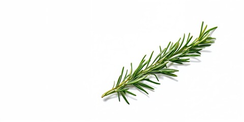 Fototapeta premium Fresh rosemary twig on white background used for culinary seasoning, herb identification