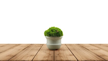 Moss used as an ornamental element in a flowerpot with a spider, serving as table decor, World Environment Day