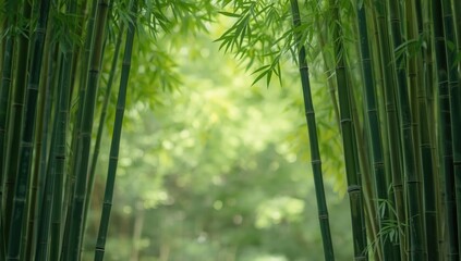 Fototapeta premium Bamboo trunks creating a textured backdrop for park signage and informational displays